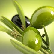 Carolea oliva siciliana