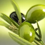 Biancolilla oliva siciliana