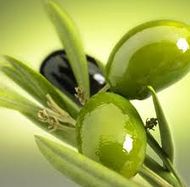Nocellara del belice oliva Siciliana